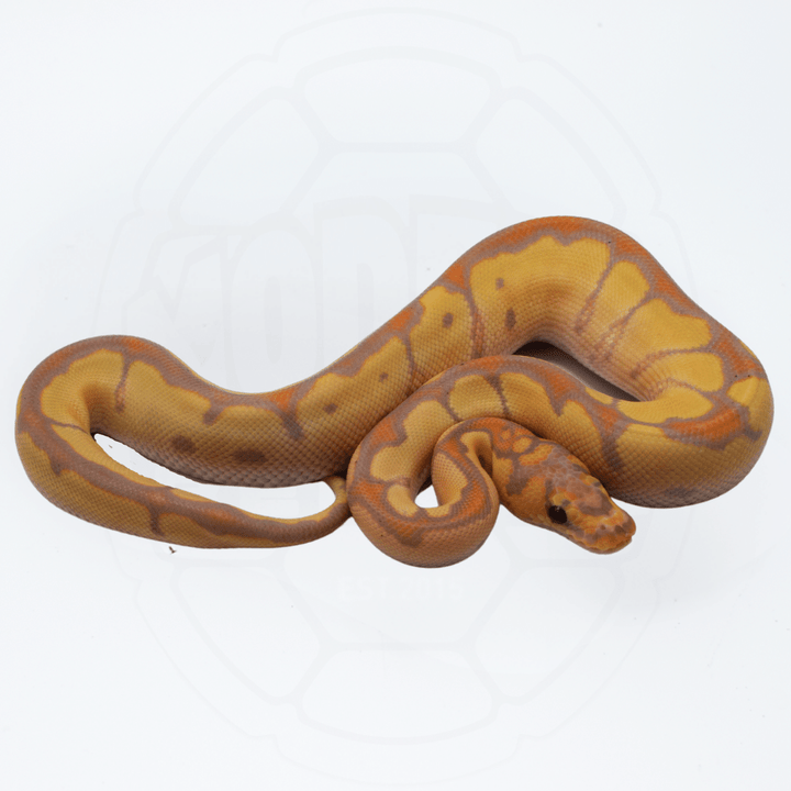 Banana Fire Clown Male Ball Python