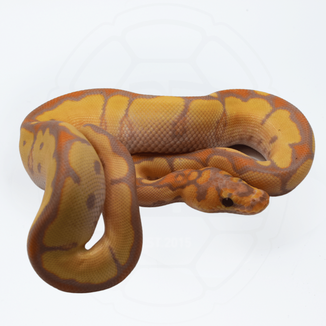 Banana Fire Clown Male Ball Python