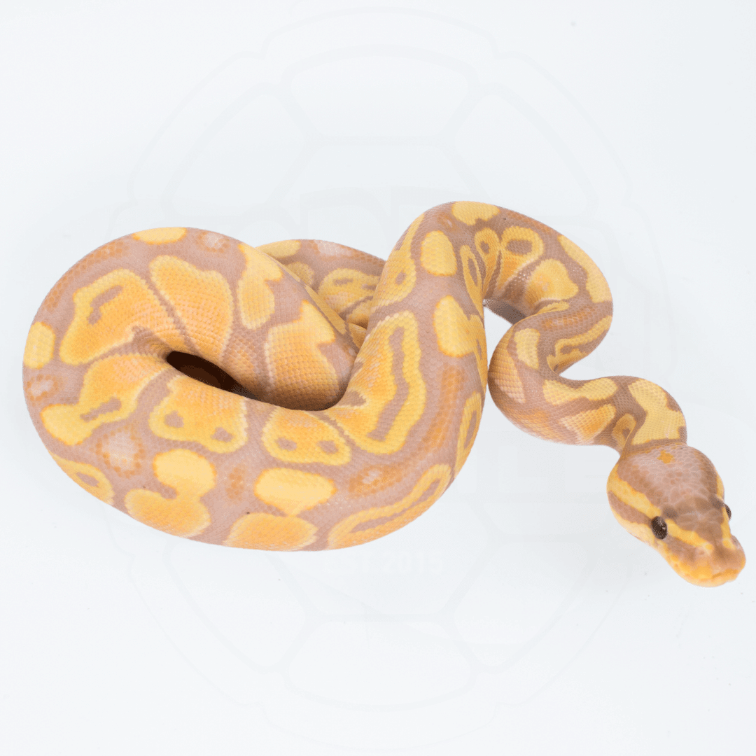 Banana Het Clown Male Ball Python