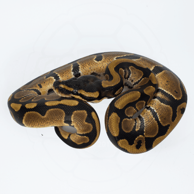 Het Pied PH TSK Axanthic / Desert Ghost Female Ball Python