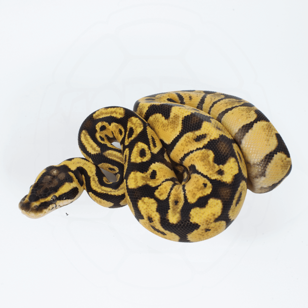 Pastel Enchi Female Ball Python