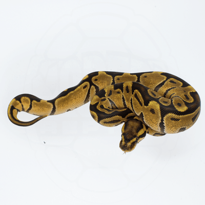 Enchi Female Ball Python