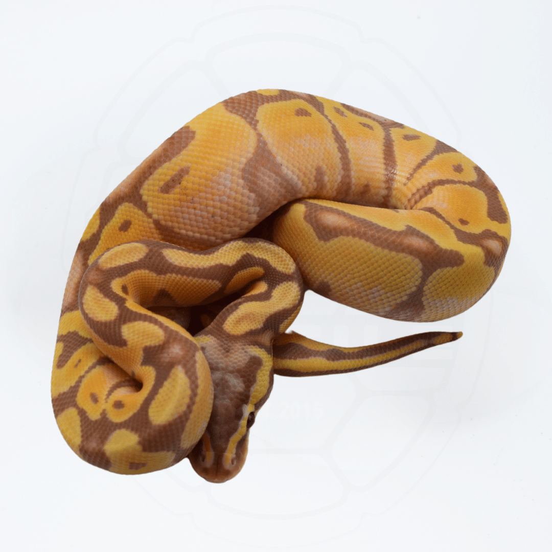 Banana Pastel Enchi Male Ball Python