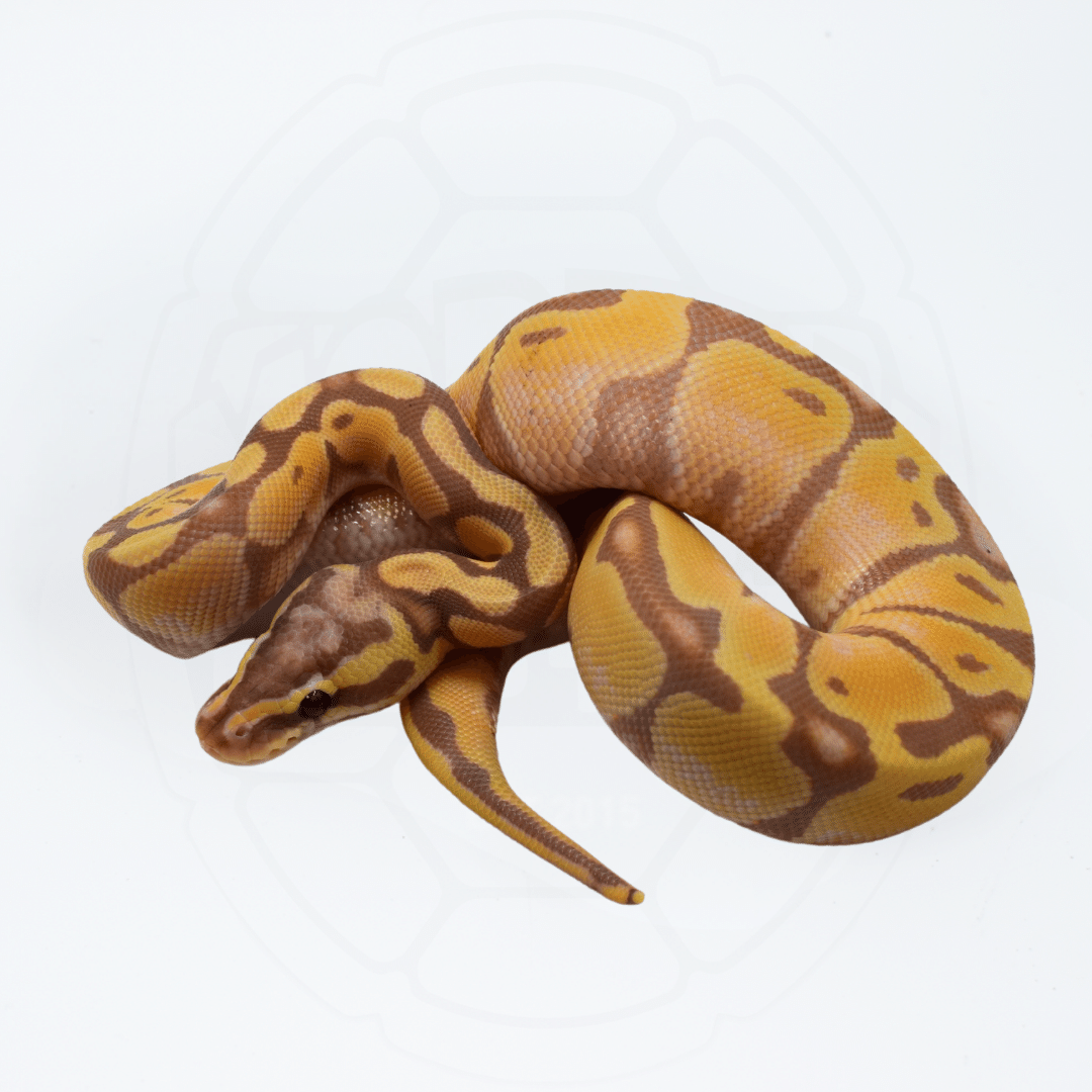 Banana Pastel Enchi Male Ball Python