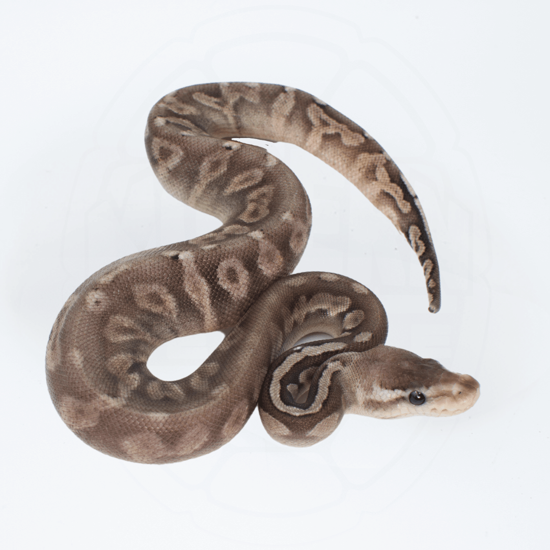 GHI Pewter Female Ball Python