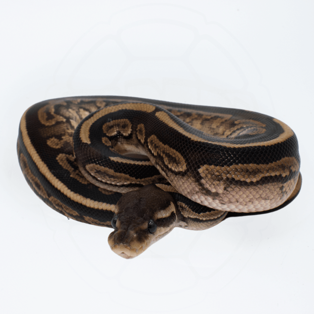 Mahogany Cinnamon Het Pied PH Ultramel Male Ball Python