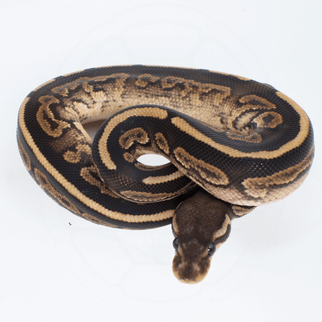 Mahogany Cinnamon Het Pied PH Ultramel Male Ball Python