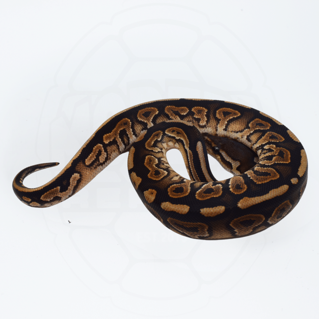 Cinnamon Het Pied ph Ultramel Female Ball Python