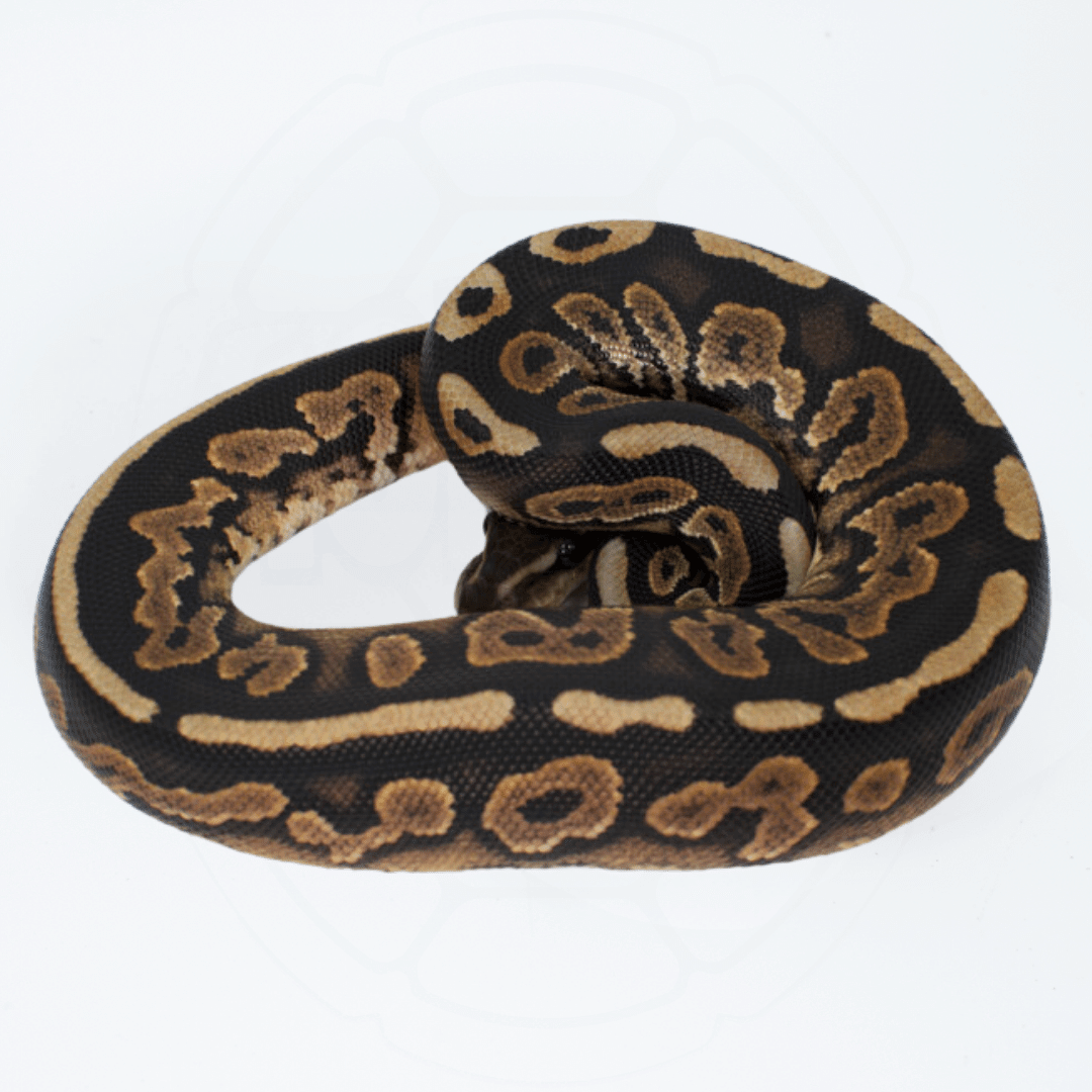 Cinnamon PH Ultramel Het Pied Male Ball Python