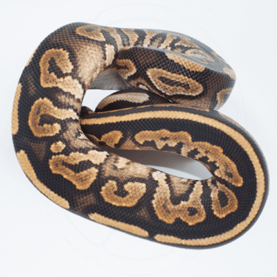 Cinnamon PH Ultramel Het Pied Male Ball Python