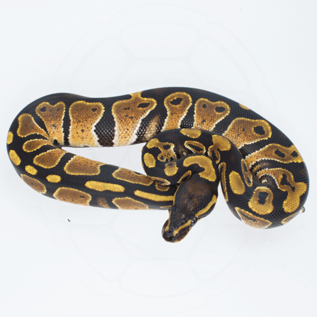 ph Ultramel Het Pied Female Ball Python