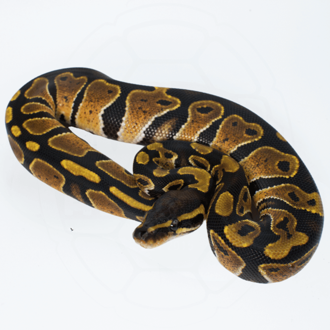 ph Ultramel Het Pied Female Ball Python