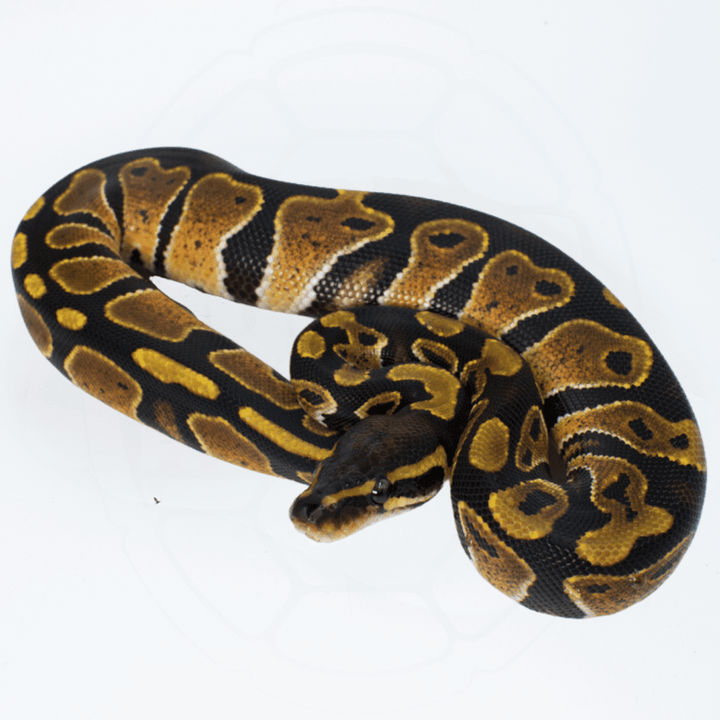 ph Ultramel Het Pied Female Ball Python