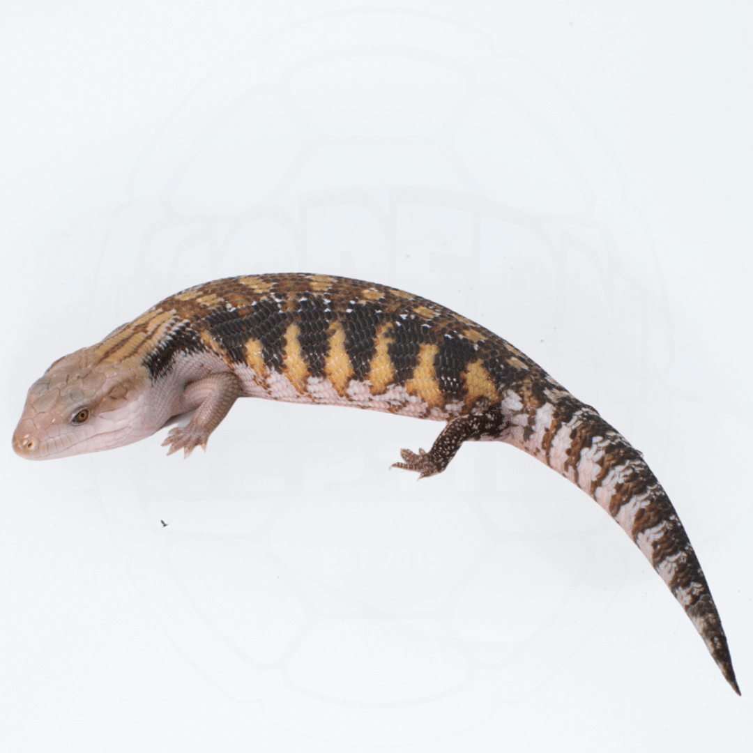 "Classic" Northern Blue Tongue Skink