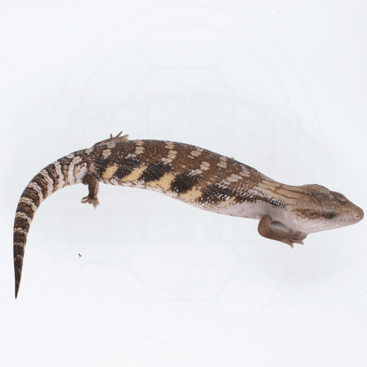 "Dark" Northern Blue Tongue Skink