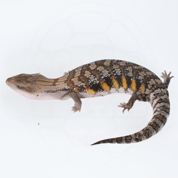 "Classic" Northern Blue Tongue Skink