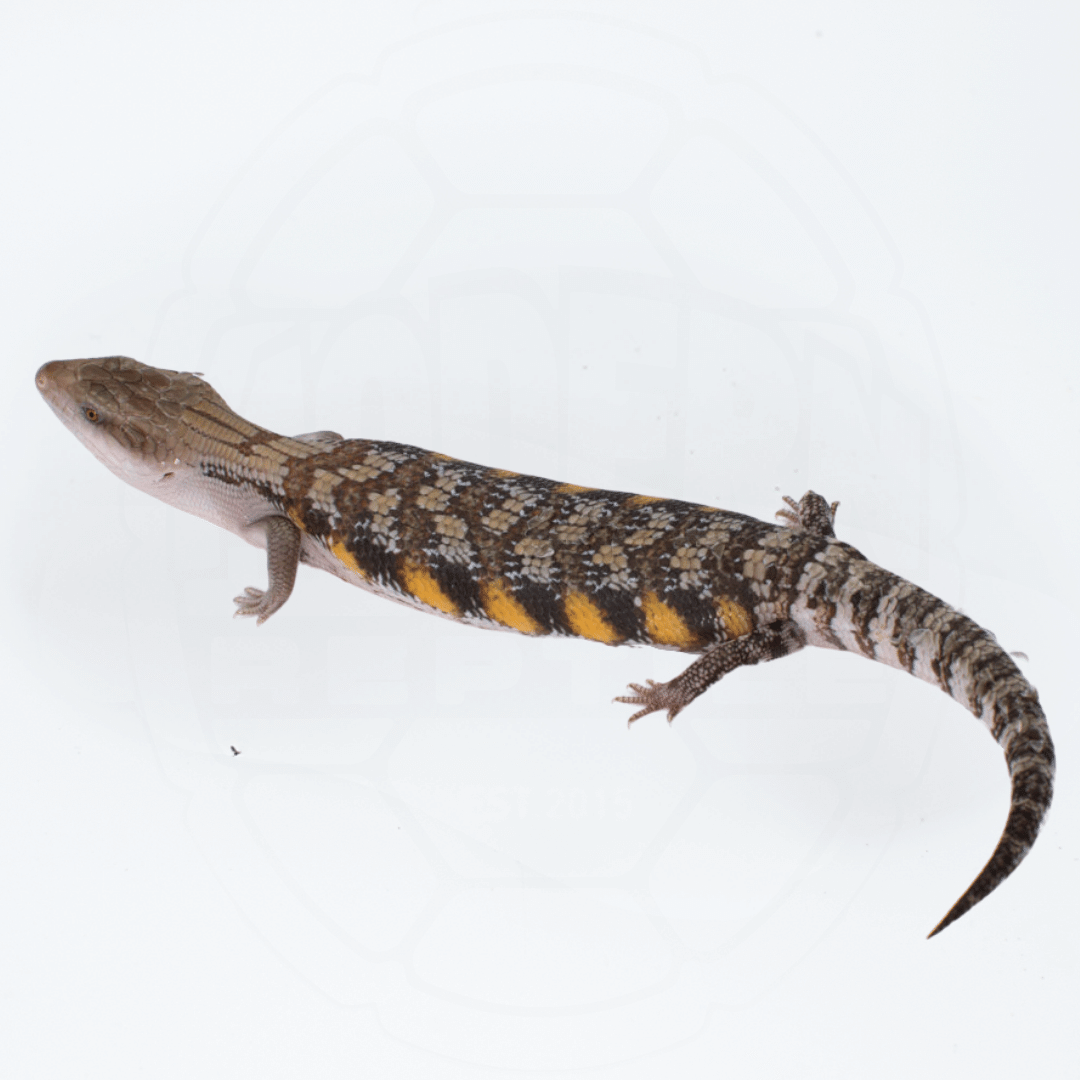 "Classic" Northern Blue Tongue Skink