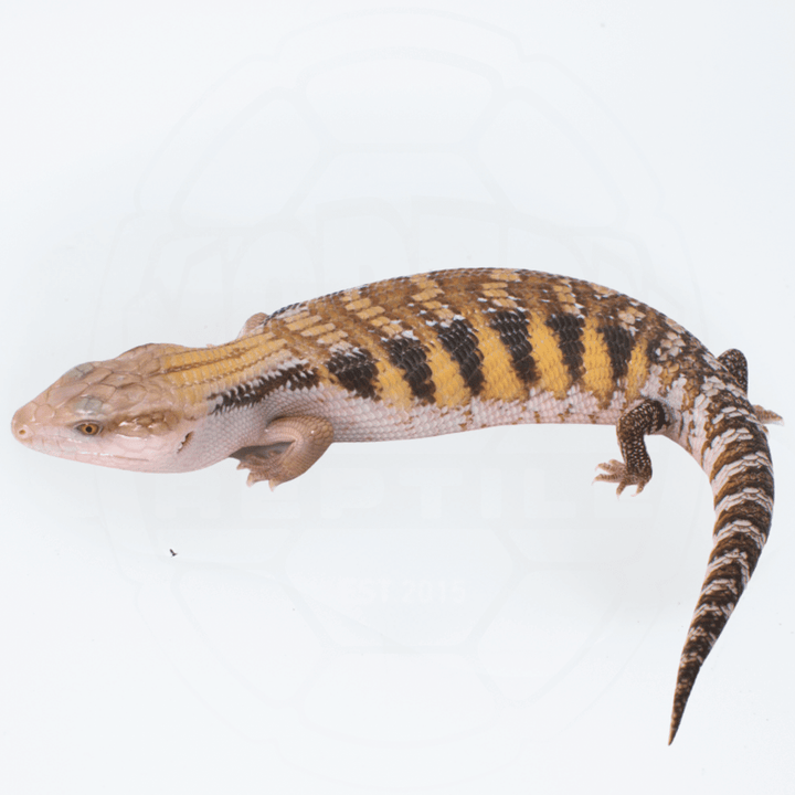 "High-Color" Northern Blue Tongue Skink