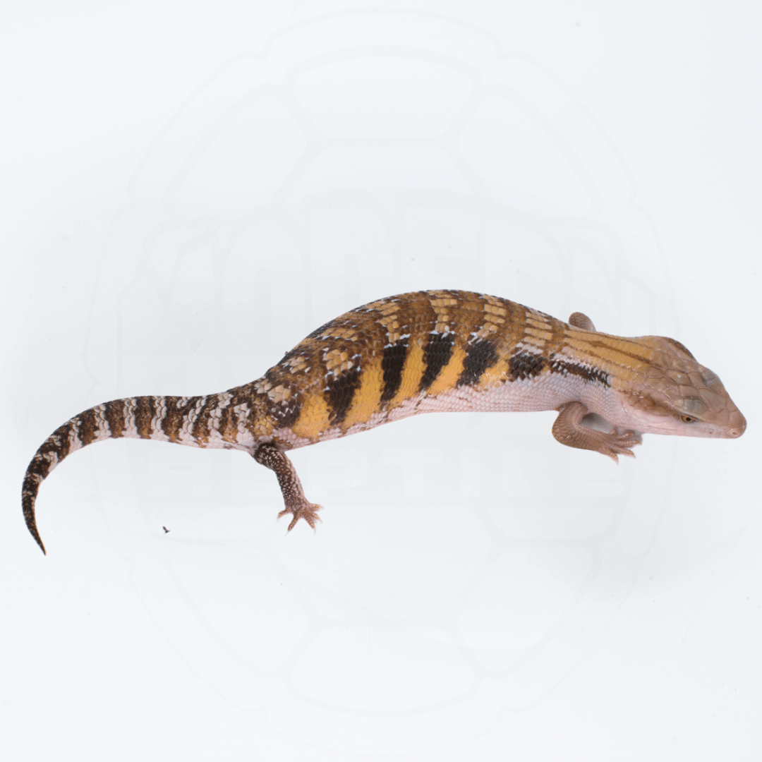 "High-Color" Northern Blue Tongue Skink