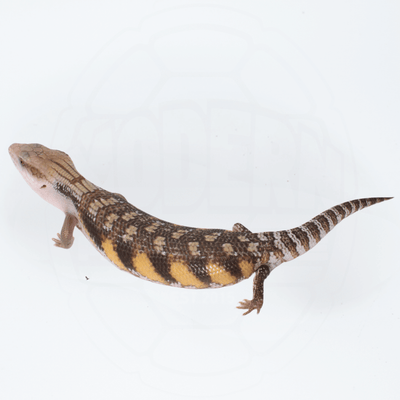 "Classic" Northern Blue Tongue Skink