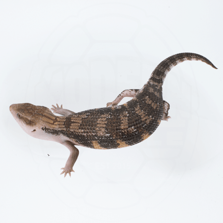 "Dark" Northern Blue Tongue Skink