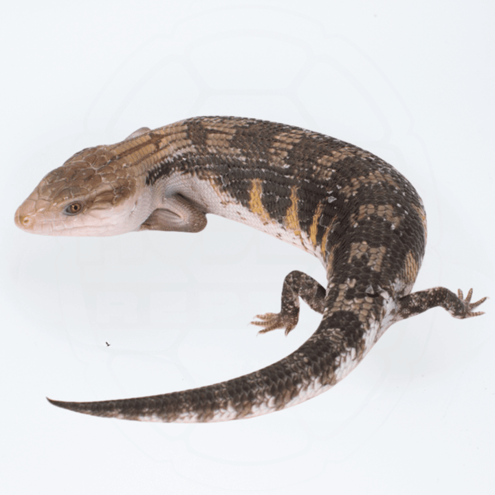 "Dark" Northern Blue Tongue Skink