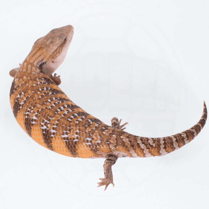 "Orange" Northern Blue Tongue Skink