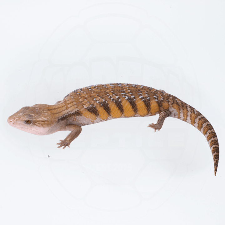 "Orange" Northern Blue Tongue Skink