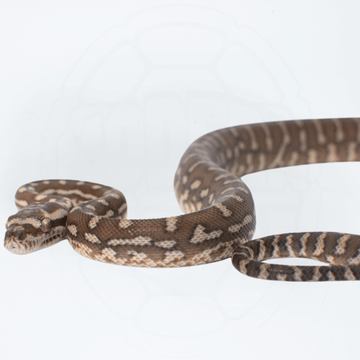 Bredli (Centralian Carpet Python) Female