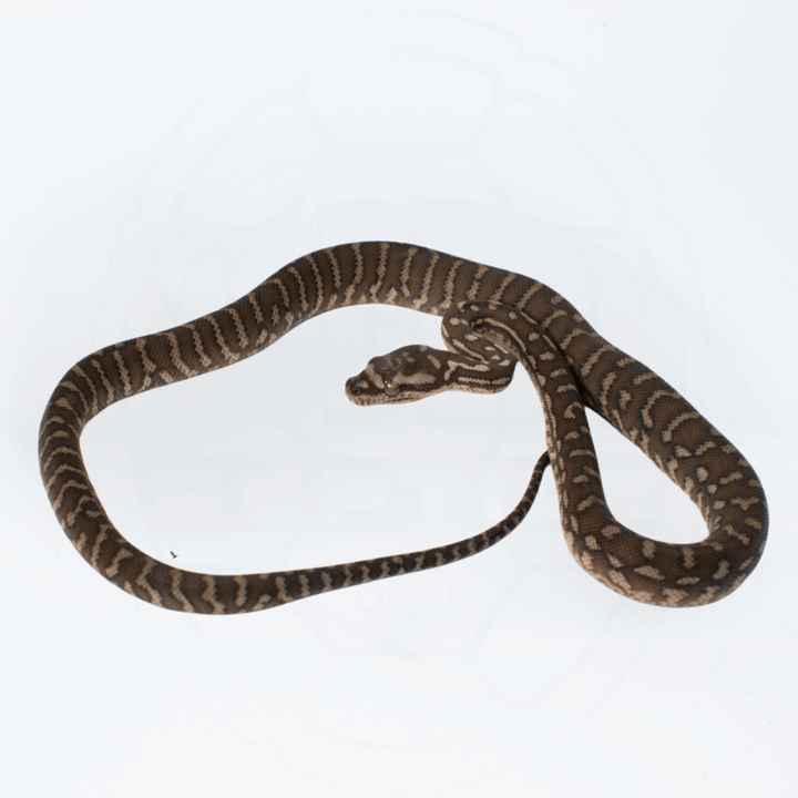 Bredli (Centralian Carpet Python) Female