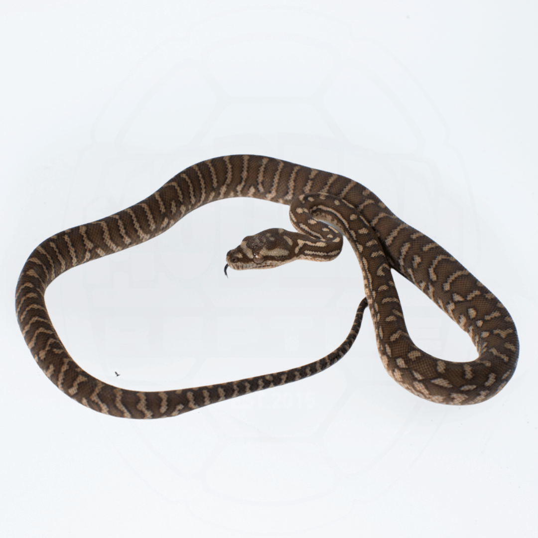 Bredli (Centralian Carpet Python) Female