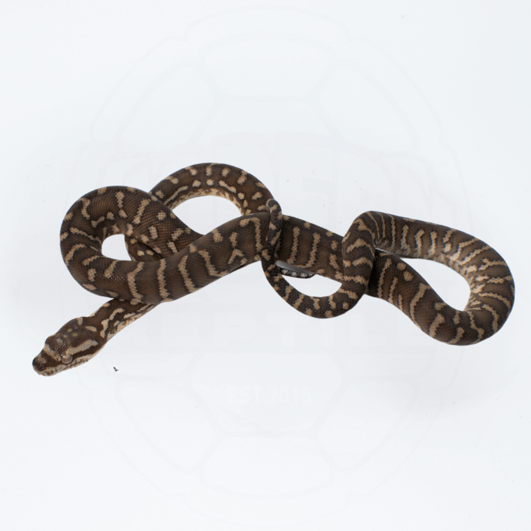 Bredli (Centralian Carpet Python) Female