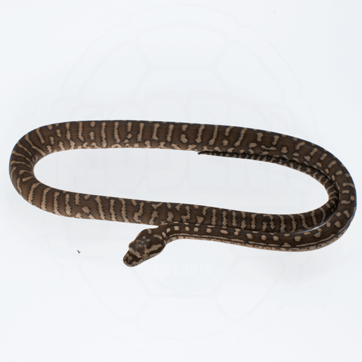 Bredli (Centralian Carpet Python) Male