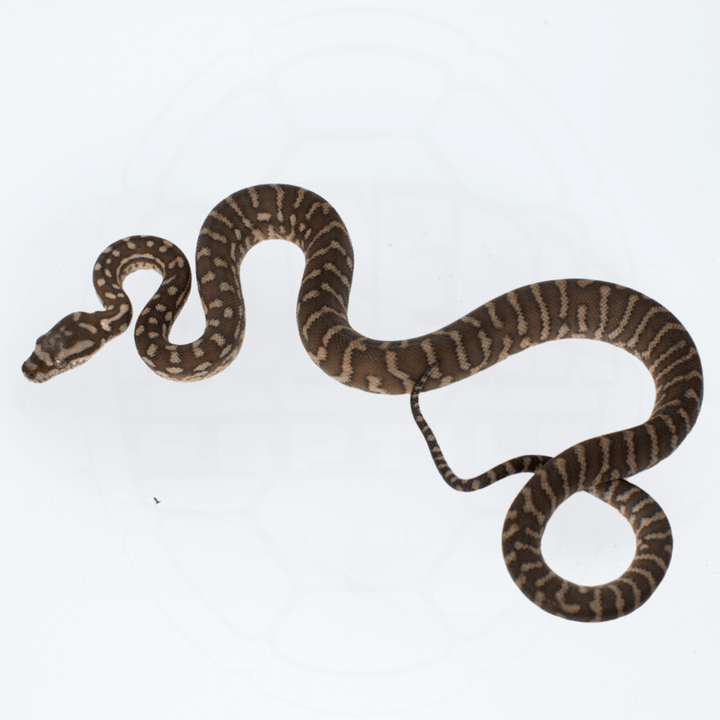 Bredli (Centralian Carpet Python) Female