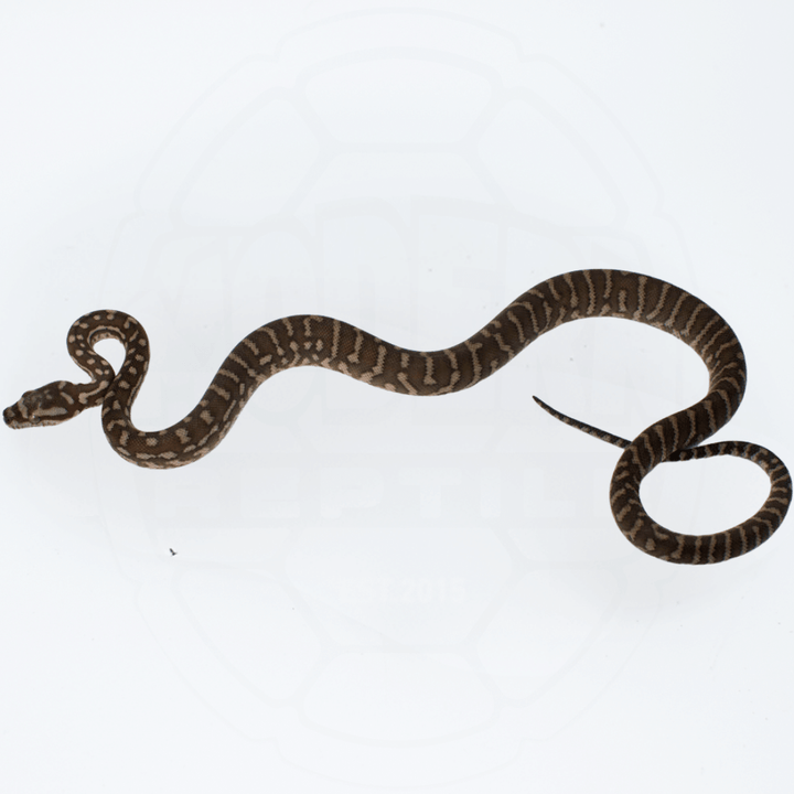 Bredli (Centralian Carpet Python) Female