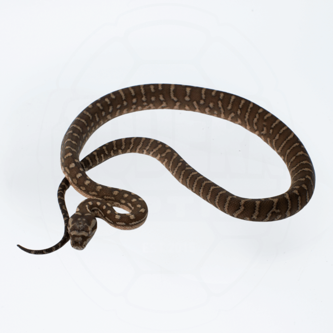 Bredli (Centralian Carpet Python) Female