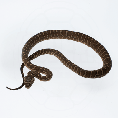 Bredli (Centralian Carpet Python) Female