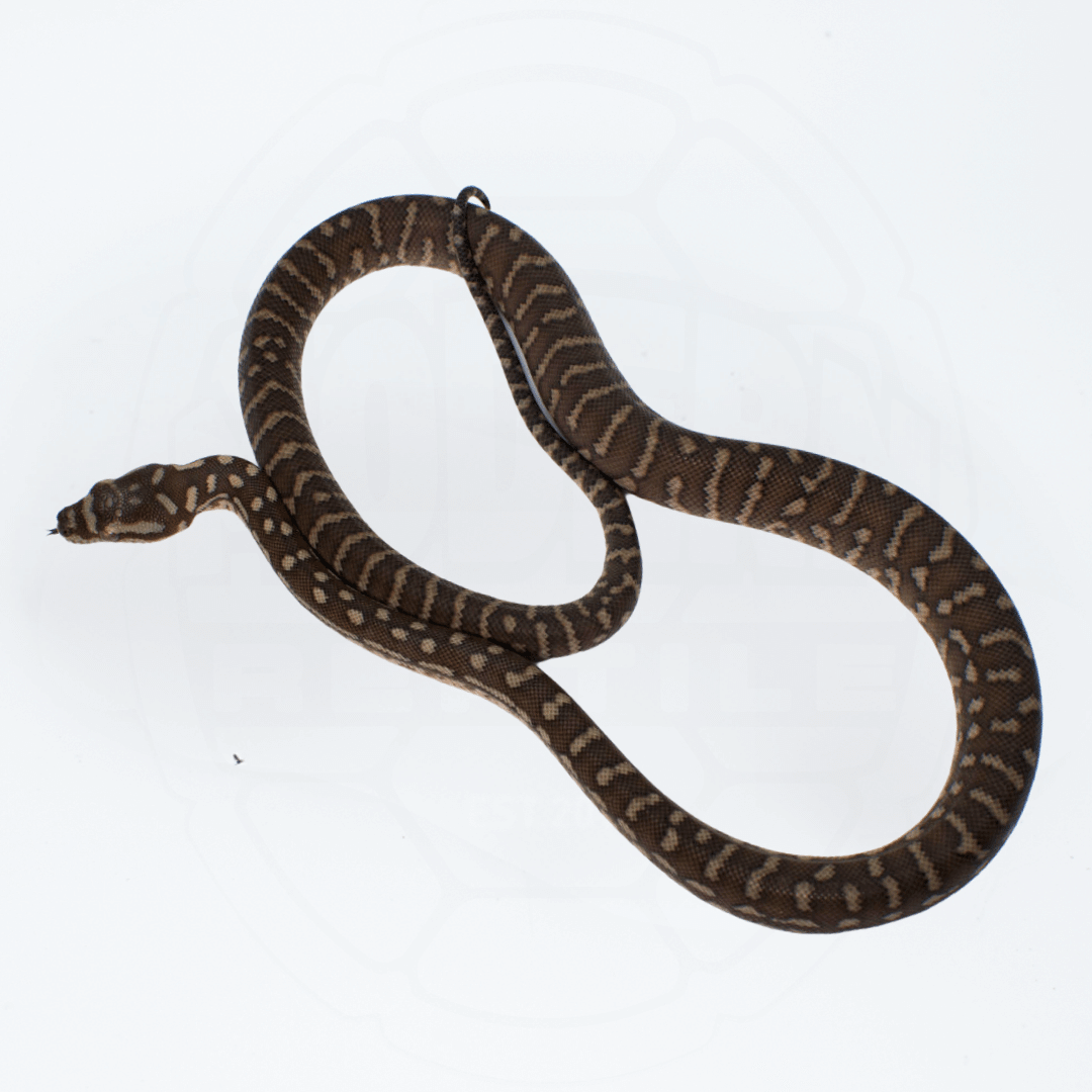 Bredli (Centralian Carpet Python) Male