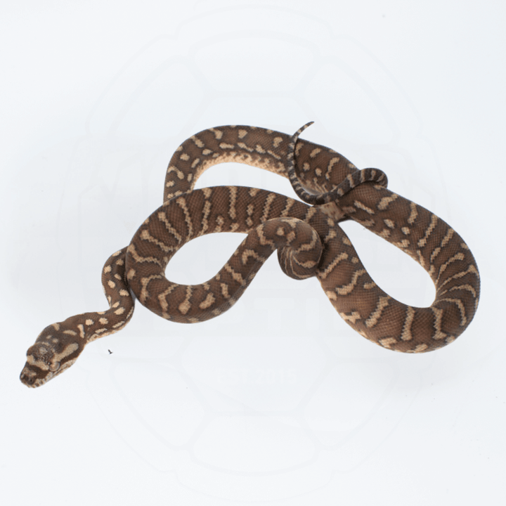 Bredli (Centralian Carpet Python) Male