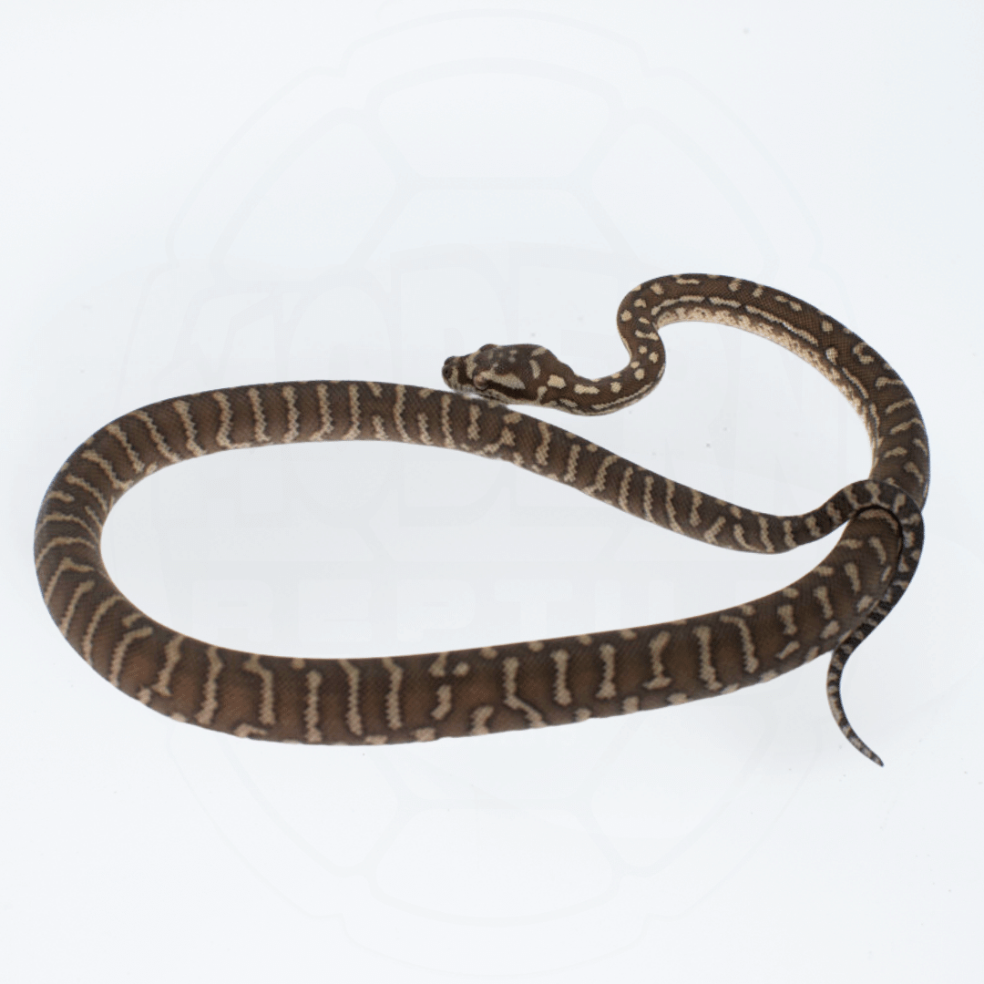 Bredli (Centralian Carpet Python) Male