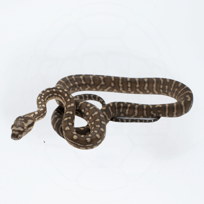 Bredli (Centralian Carpet Python) Female