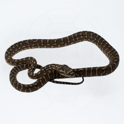 Bredli (Centralian Carpet Python) Female
