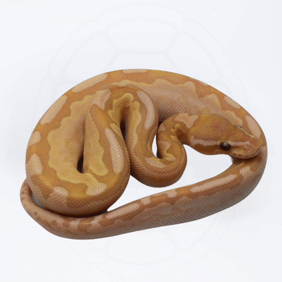 Ball Pythons For Sale | Modern Reptile Shop