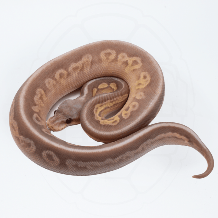 Banana Cinnamon Male Ball Python