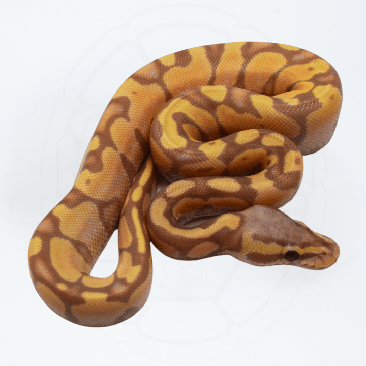 Banana Enchi Male Ball Python