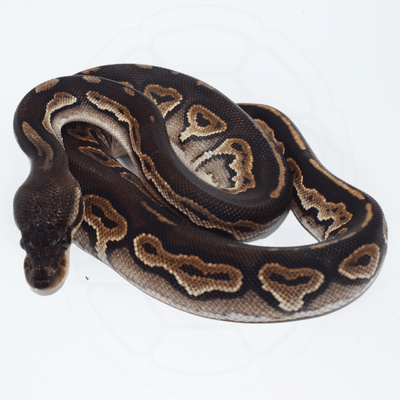 Blackhead Cinnamon Female Ball Python