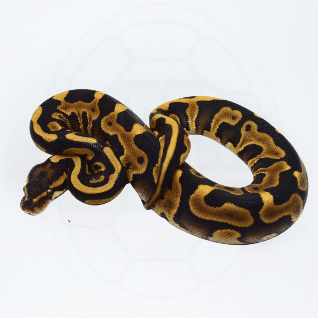 Leopard Mojave Female Ball Python