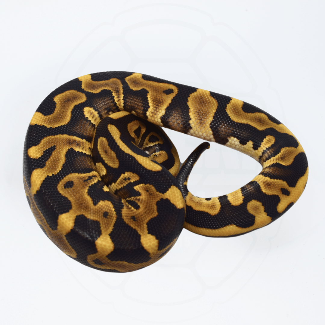Leopard Mojave Female Ball Python
