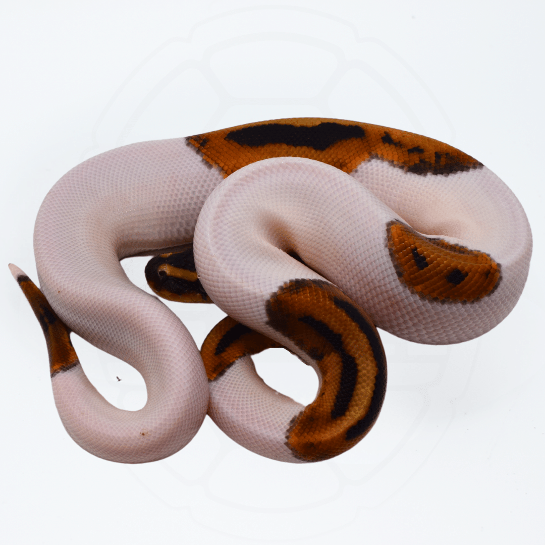 Pied Male Ball Python