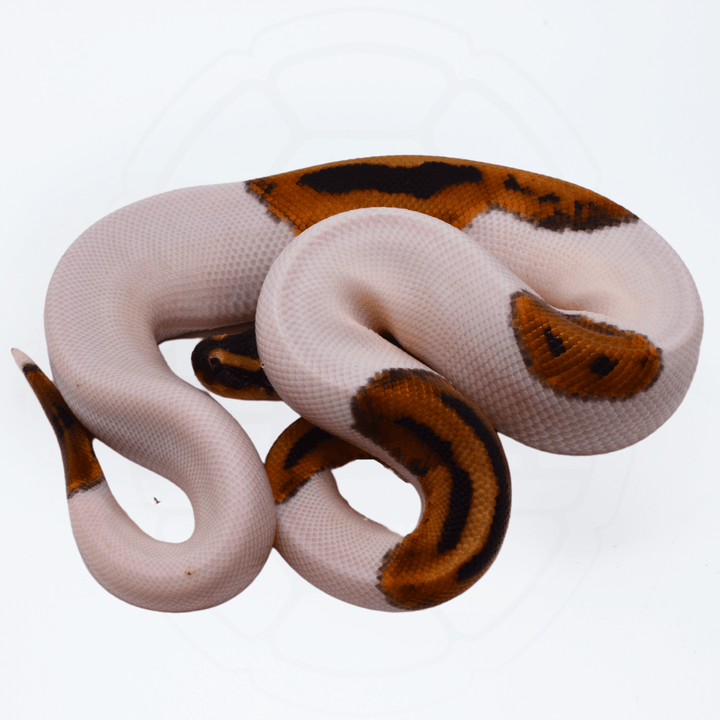 Pied Male Ball Python